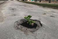 В ямах на дорогах Запорожья посадили свеклу