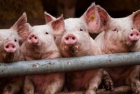 В частных хозяйствах стало меньше свиней - АСУ