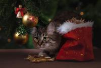 Новый год 2019: семь советов, как избежать похмелья