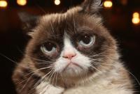 Умерла кошка-мем Grumpy Cat