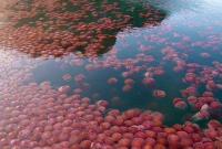 Из-за отсутствия туристов воды пляжей на Филиппинах заполонили томатные медузы