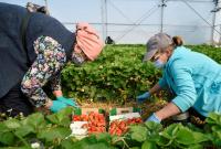 Лише 5% українців повернулись з Польщі від початку карантину